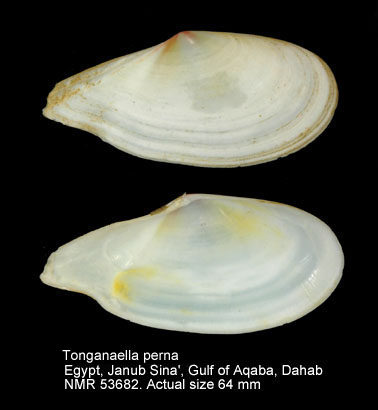 Tonganaella perna (2).jpg - Tonganaella perna(Spengler,1798)